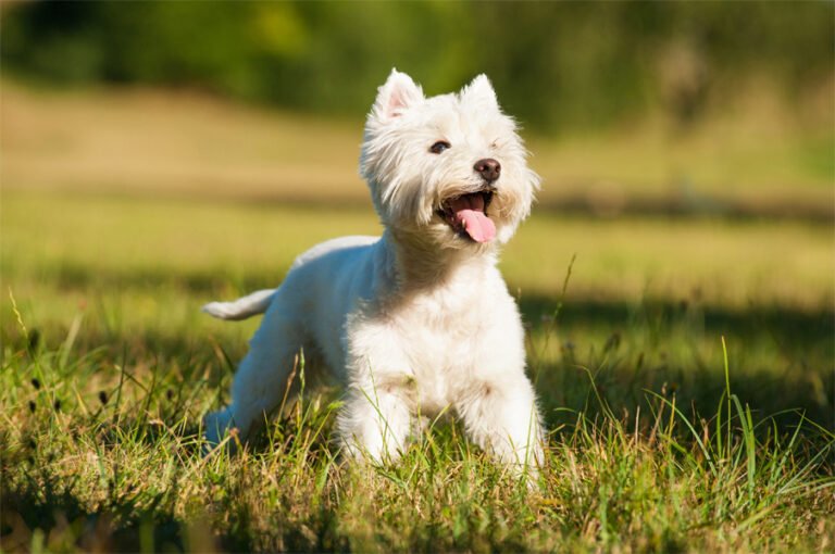 West Highland White Terrier 2