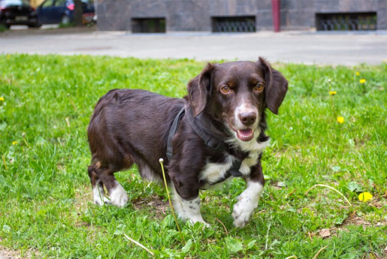 Westphalian Dachsbracke