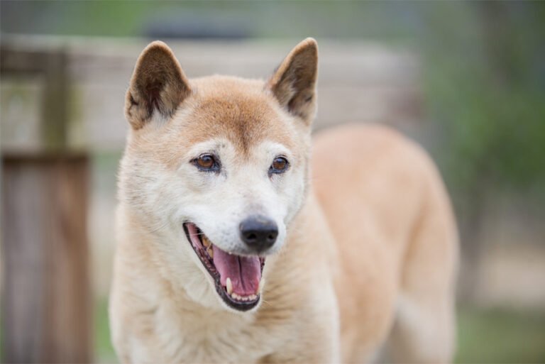 aa